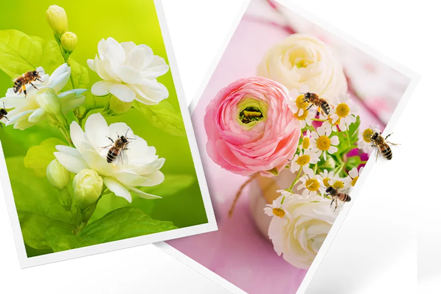 Photos de fleurs imprimées avec l'encre Denvoer